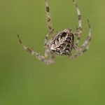 Angststörung Spinne